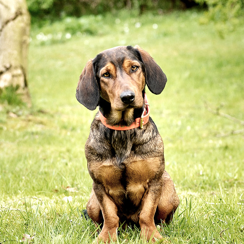 Portrait of Caja